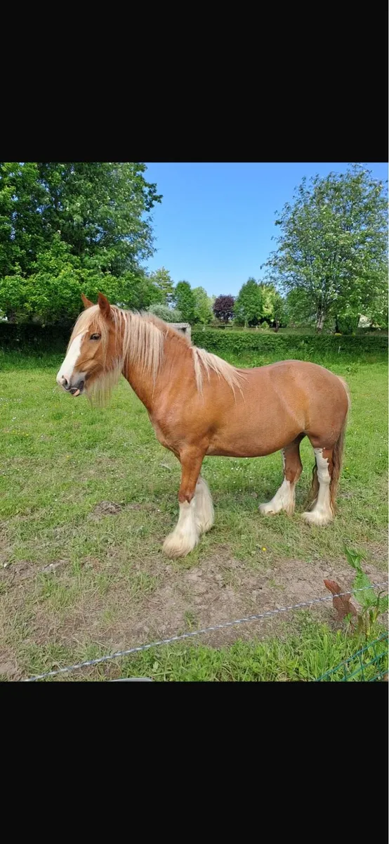 Mare Cob - Image 4