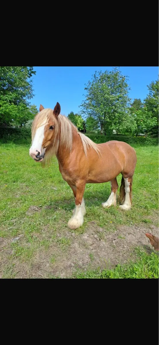 Mare Cob - Image 2