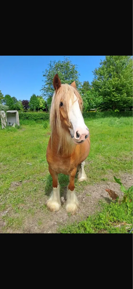 Mare Cob - Image 3