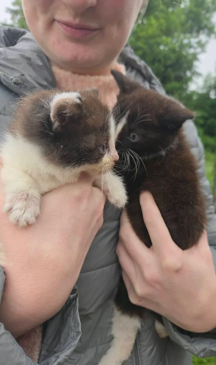 Two beautiful Kittens - Image 1
