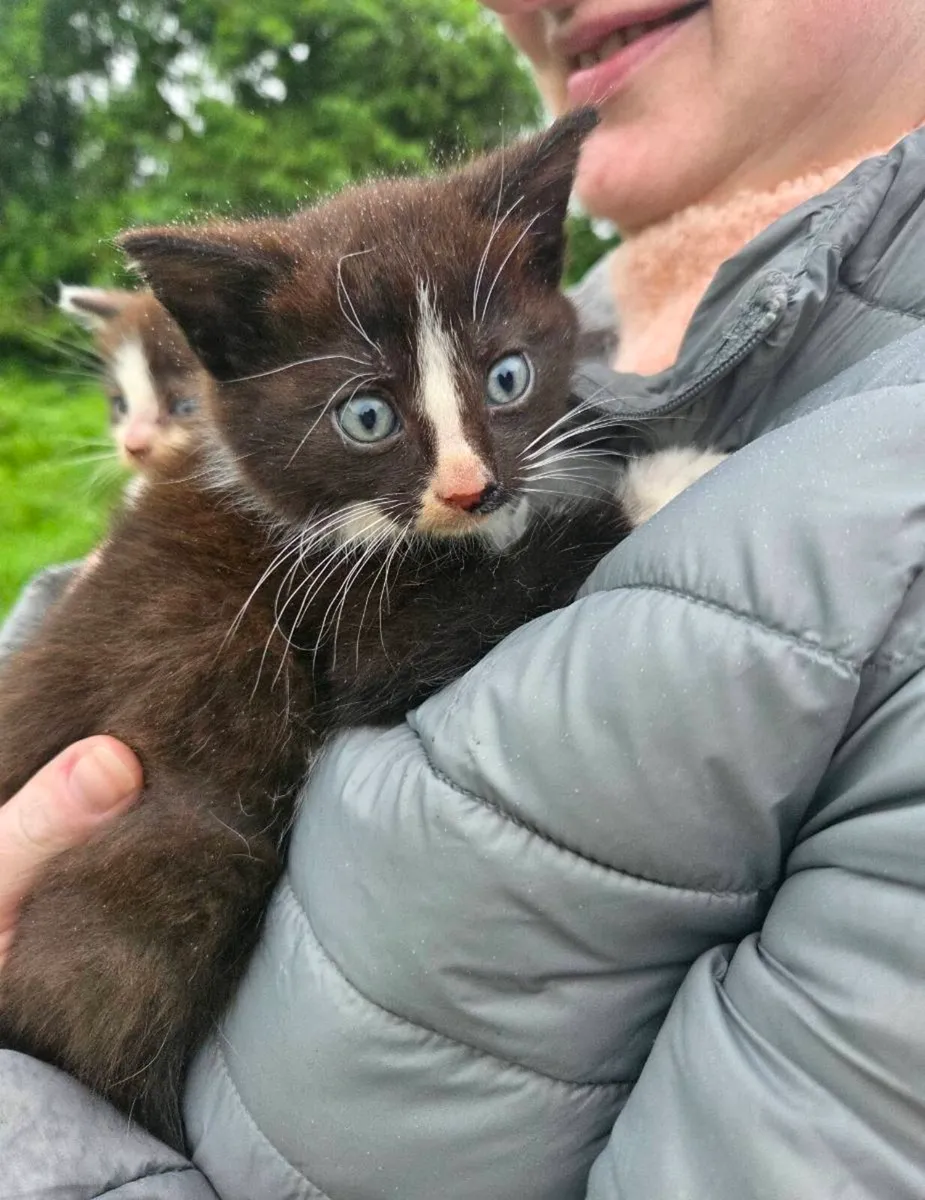 Two beautiful Kittens - Image 2