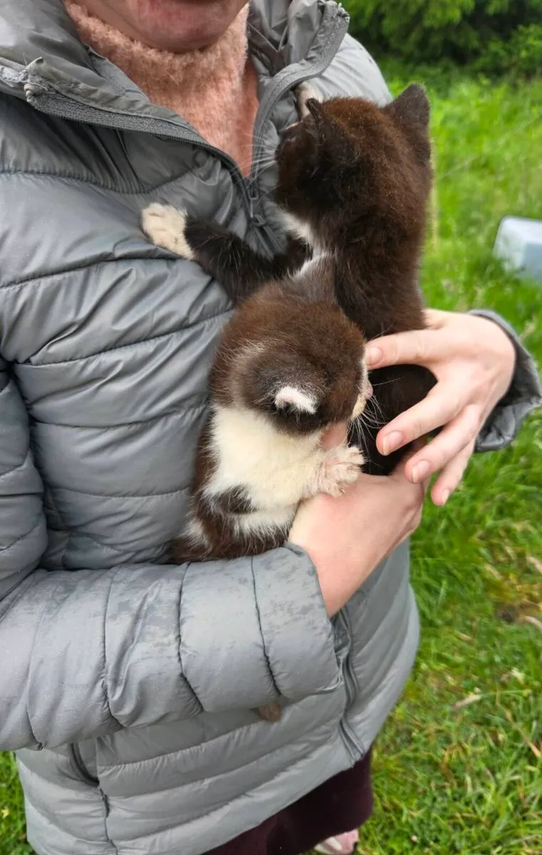 Two beautiful Kittens - Image 3