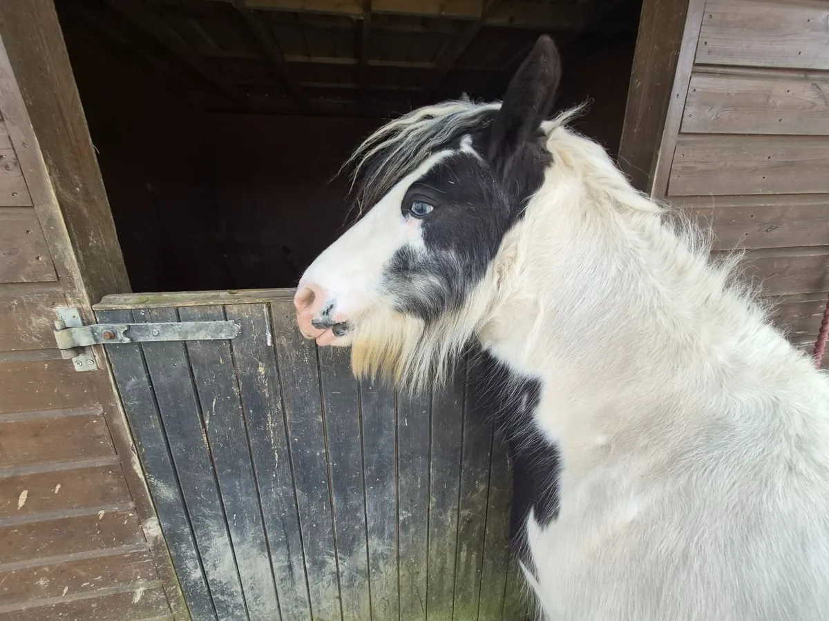 Black& white cob pony - Image 2