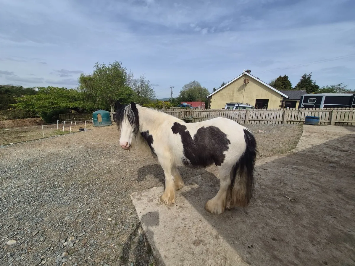 Black& white cob pony - Image 3