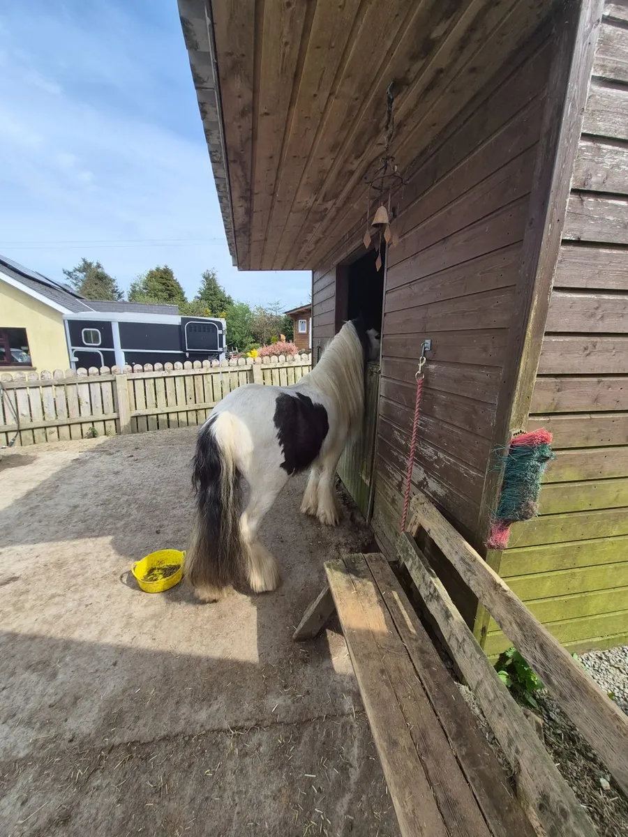 Black& white cob pony - Image 4