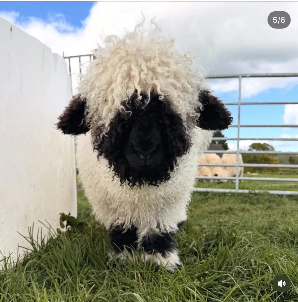 Pedigree Valais Blacknose Sheep - Image 2