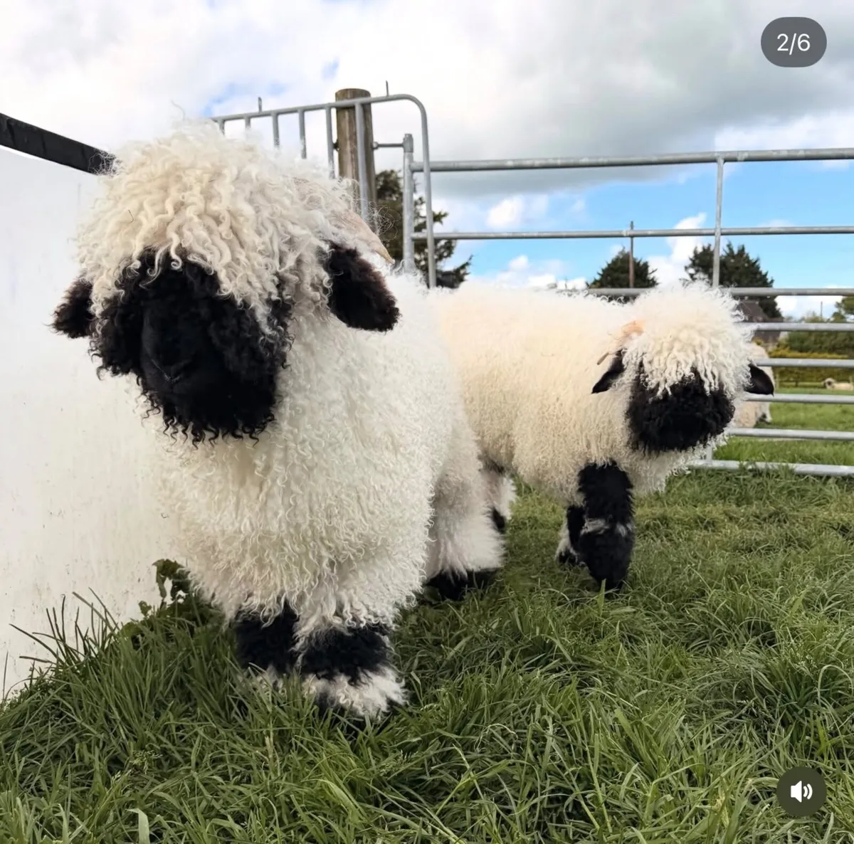 Pedigree Valais Blacknose Sheep - Image 3