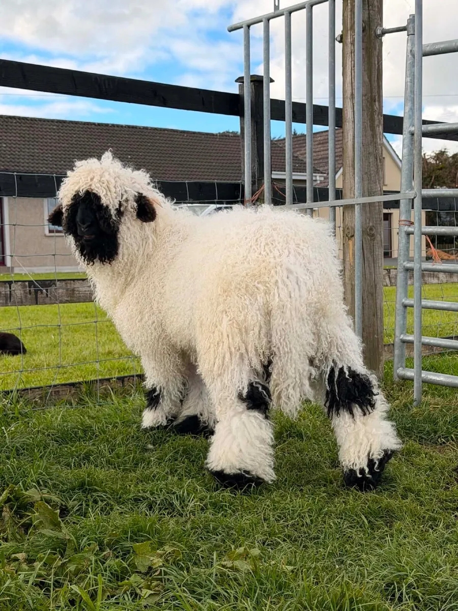 Pedigree Valais Blacknose Sheep - Image 4