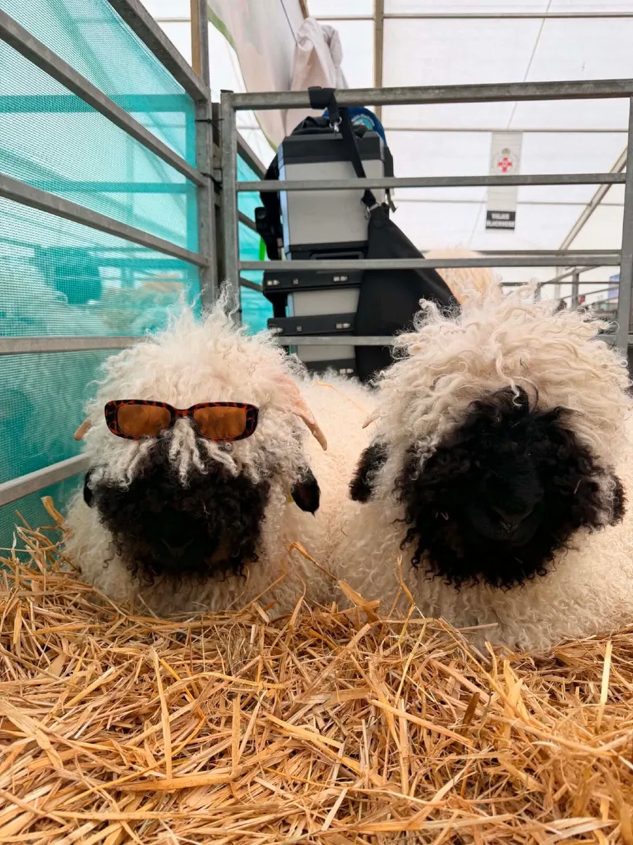 Pedigree Valais Blacknose Sheep - Image 4