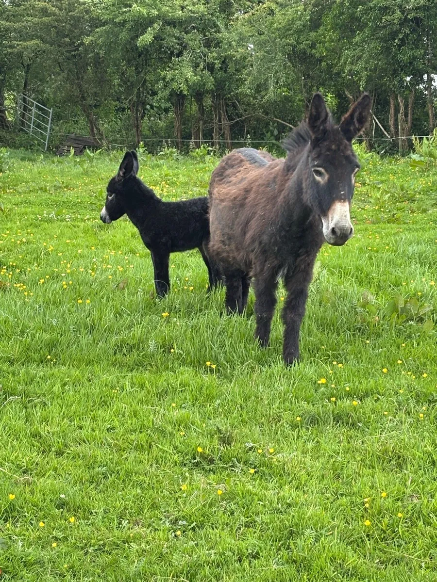 DONKEYS - Image 3