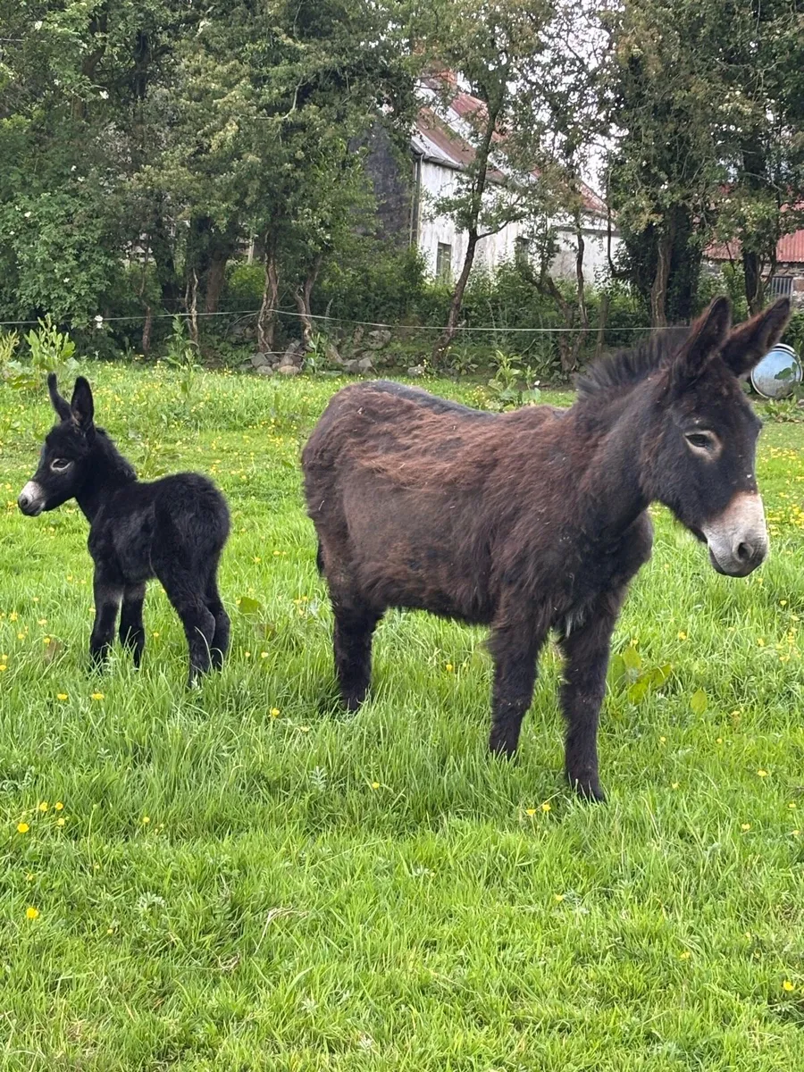 DONKEYS - Image 4