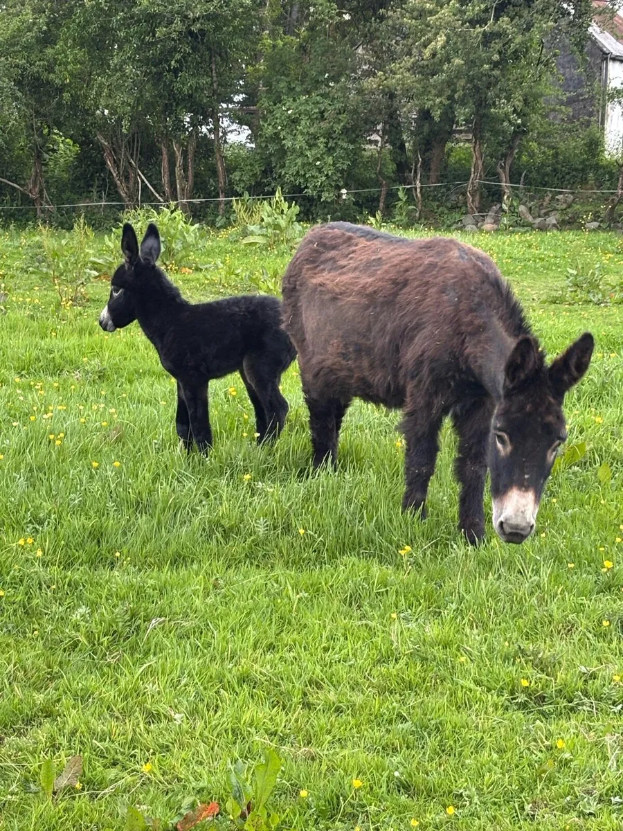 DONKEYS - Image 2