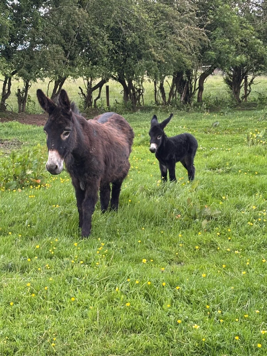 DONKEYS - Image 1