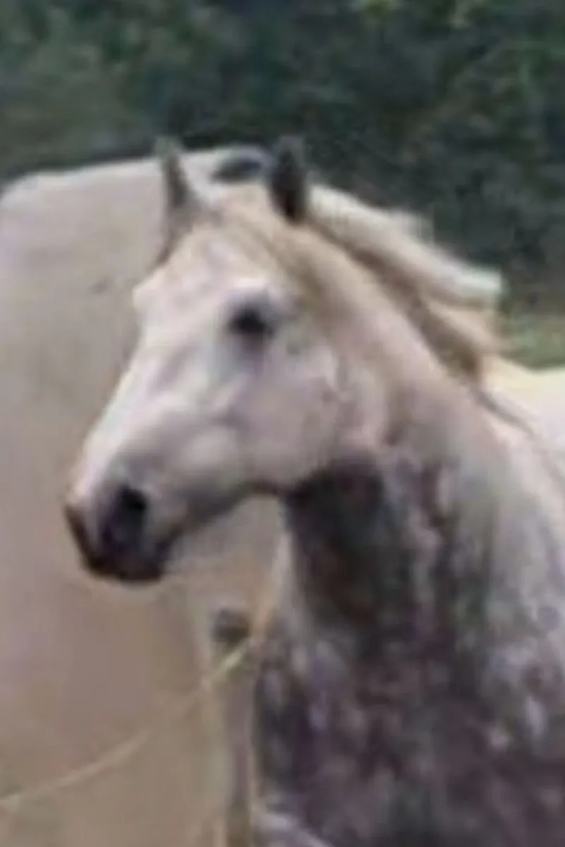 Affick bertie heavy stallion at stud - Image 1