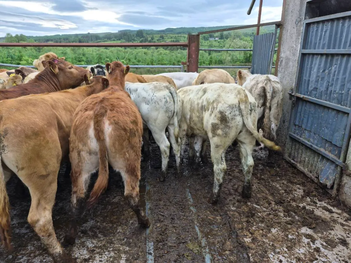 20 heifers - Image 1