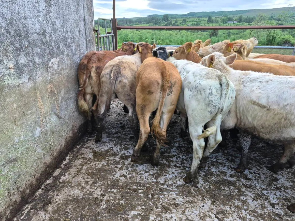 20 heifers - Image 2