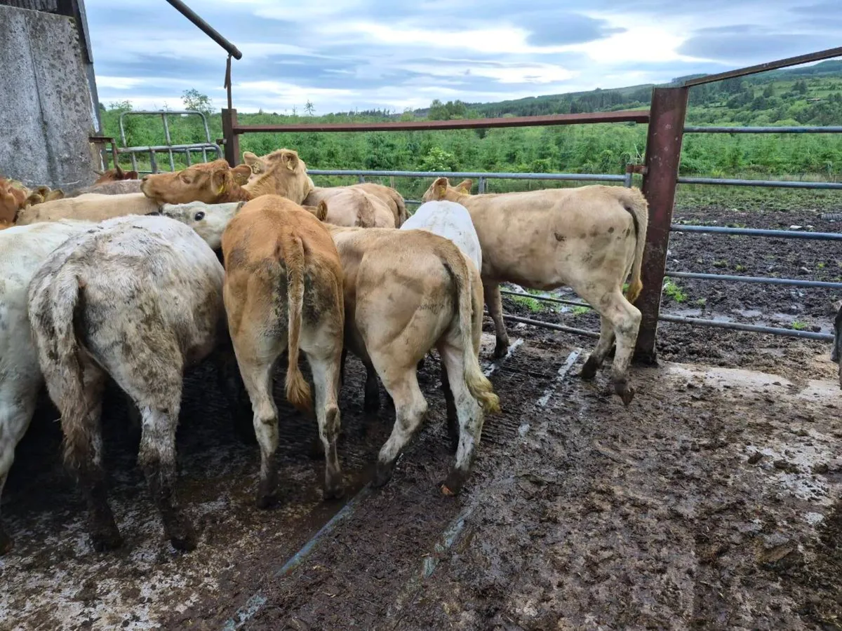 20 heifers - Image 4