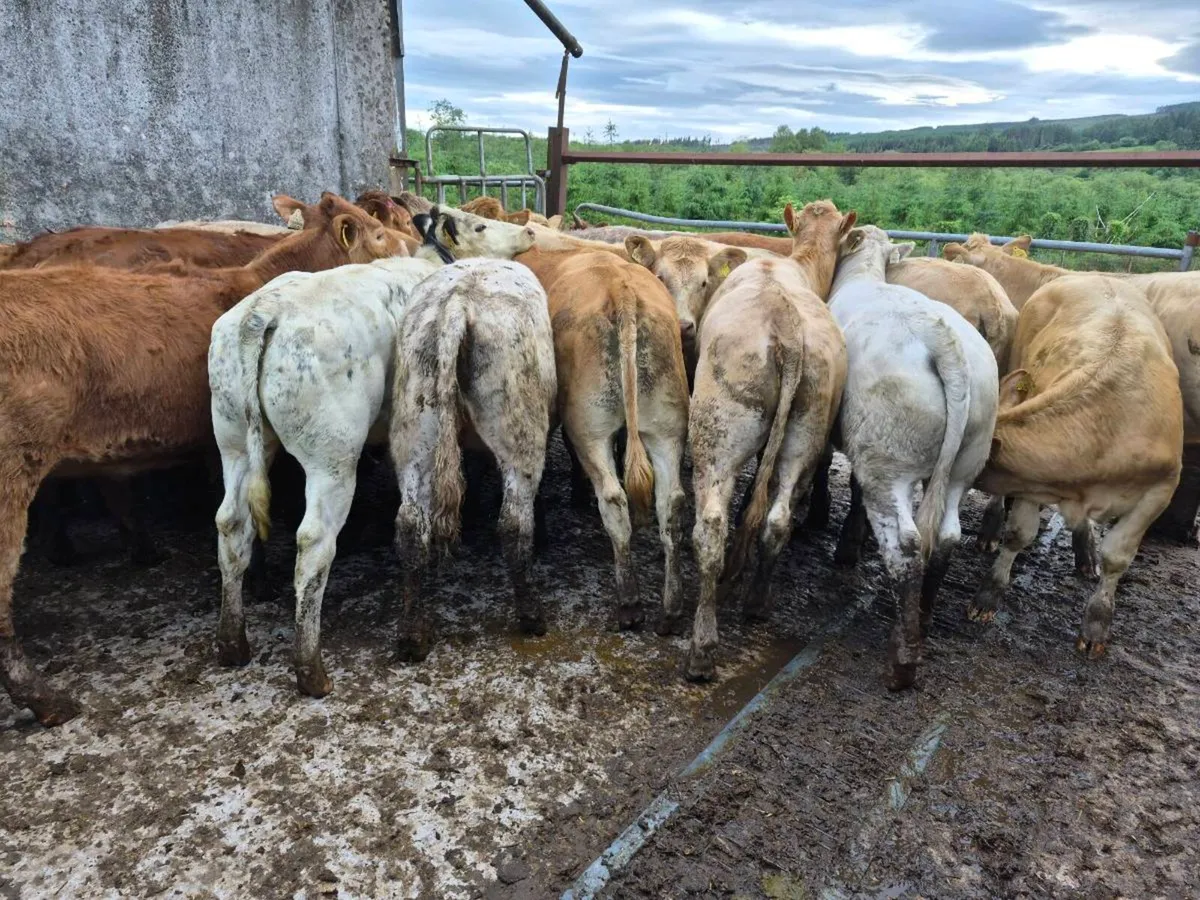 20 heifers - Image 3
