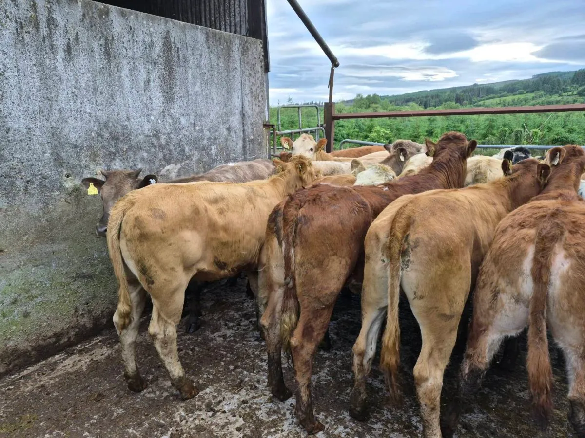 16  heifers - Image 3