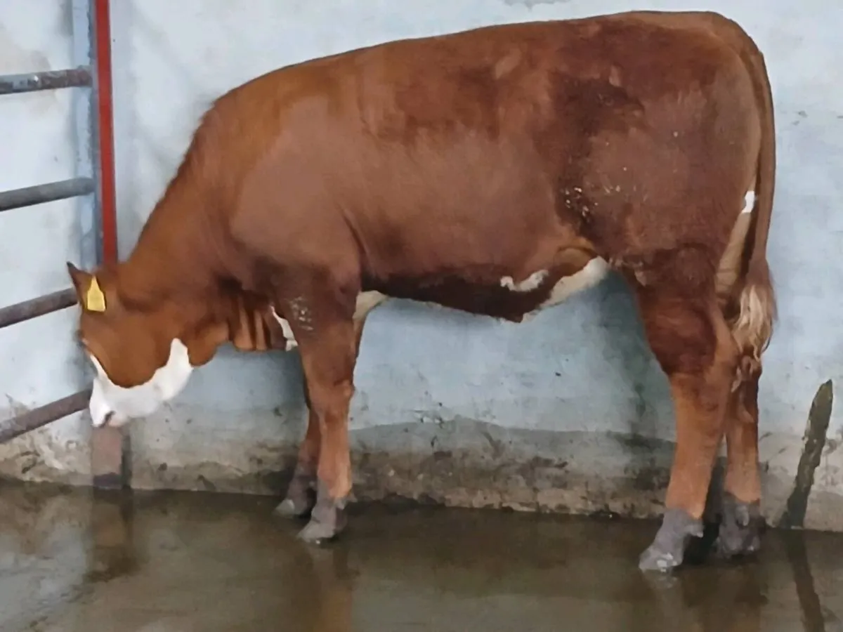 1 Smashing  5 🌟 🌟 🌟  🌟 🌟  Heifer for sale. - Image 3
