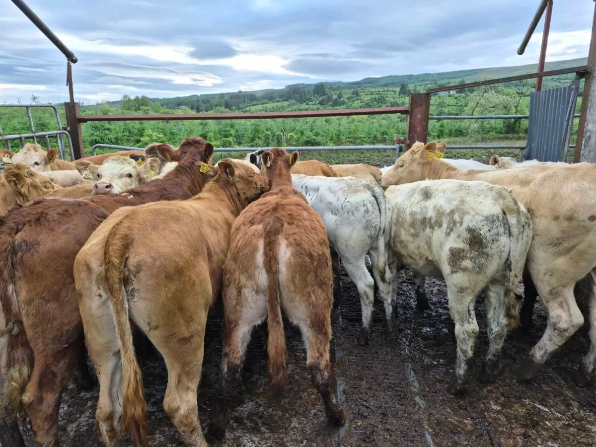 16  heifers - Image 4