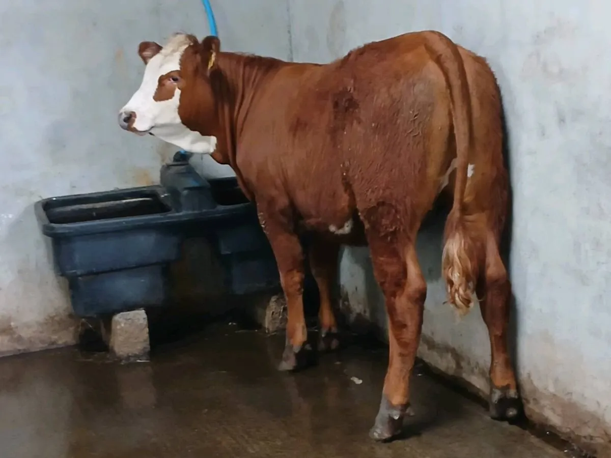 1 Smashing  5 🌟 🌟 🌟 🌟 🌟 Heifer for sale. - Image 4