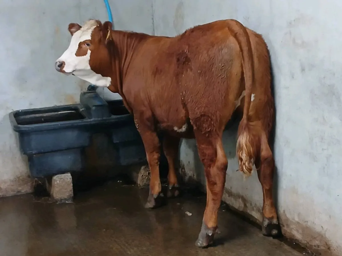 1 Smashing  5 🌟 🌟 🌟  🌟 🌟  Heifer for sale. - Image 1