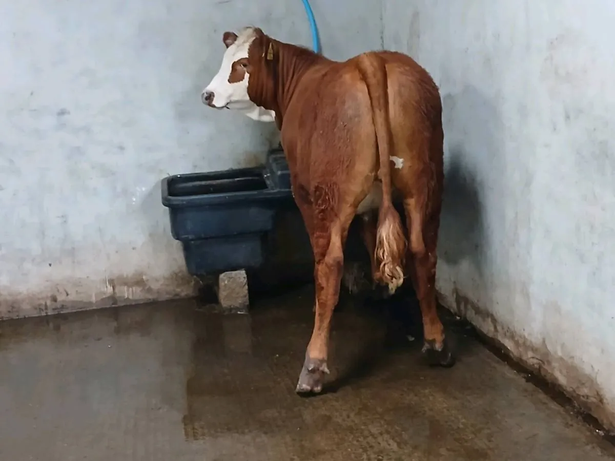 1 Smashing  5 🌟 🌟 🌟  🌟 🌟  Heifer for sale. - Image 2