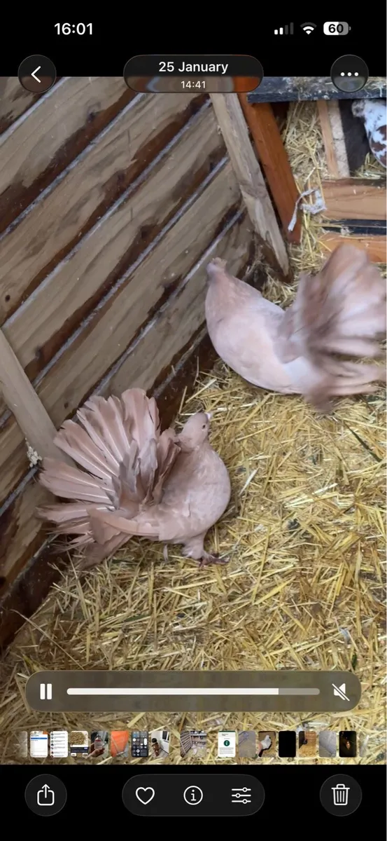 Pigeons - Image 1