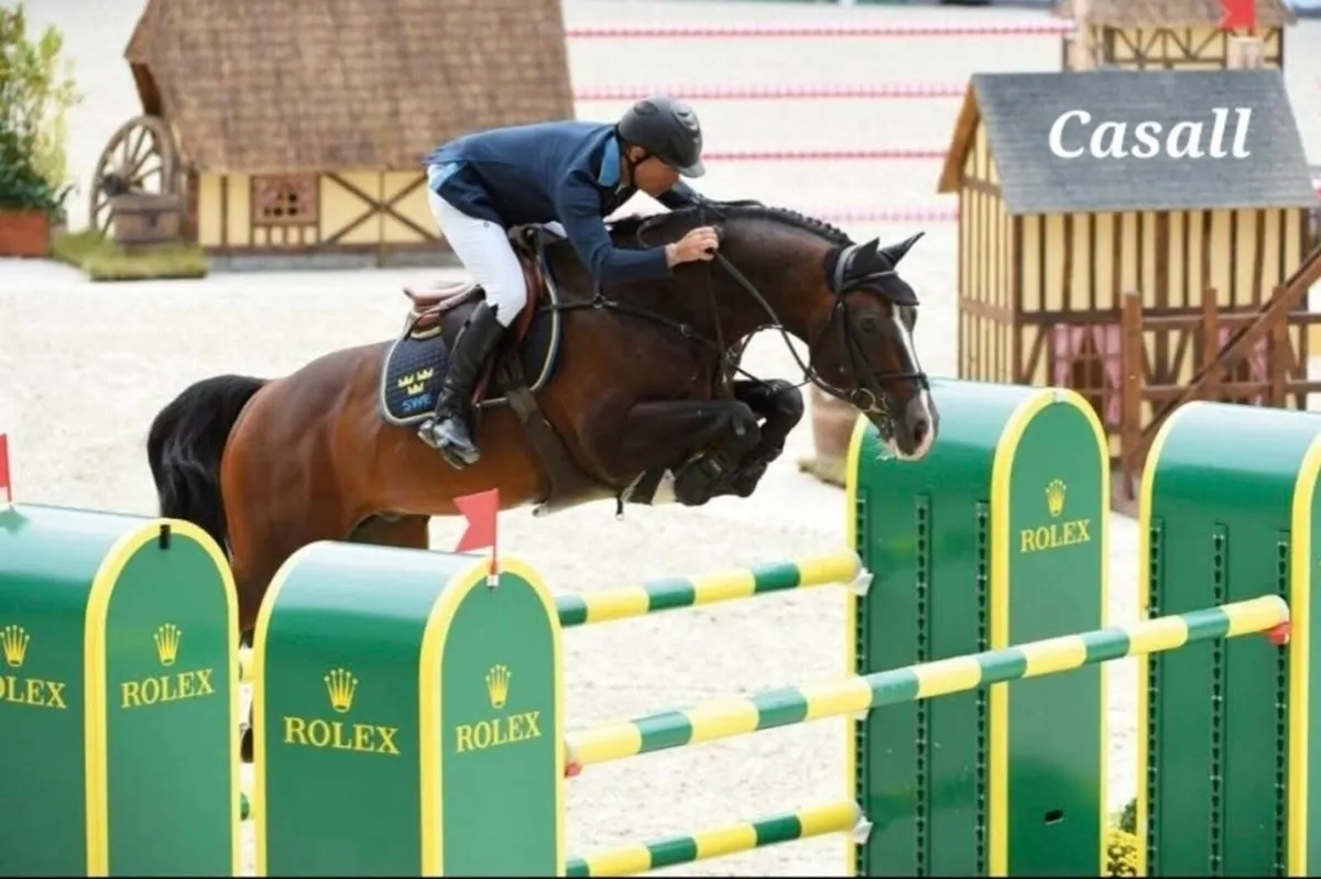 Top showjumping stallions available @ stud - Image 1