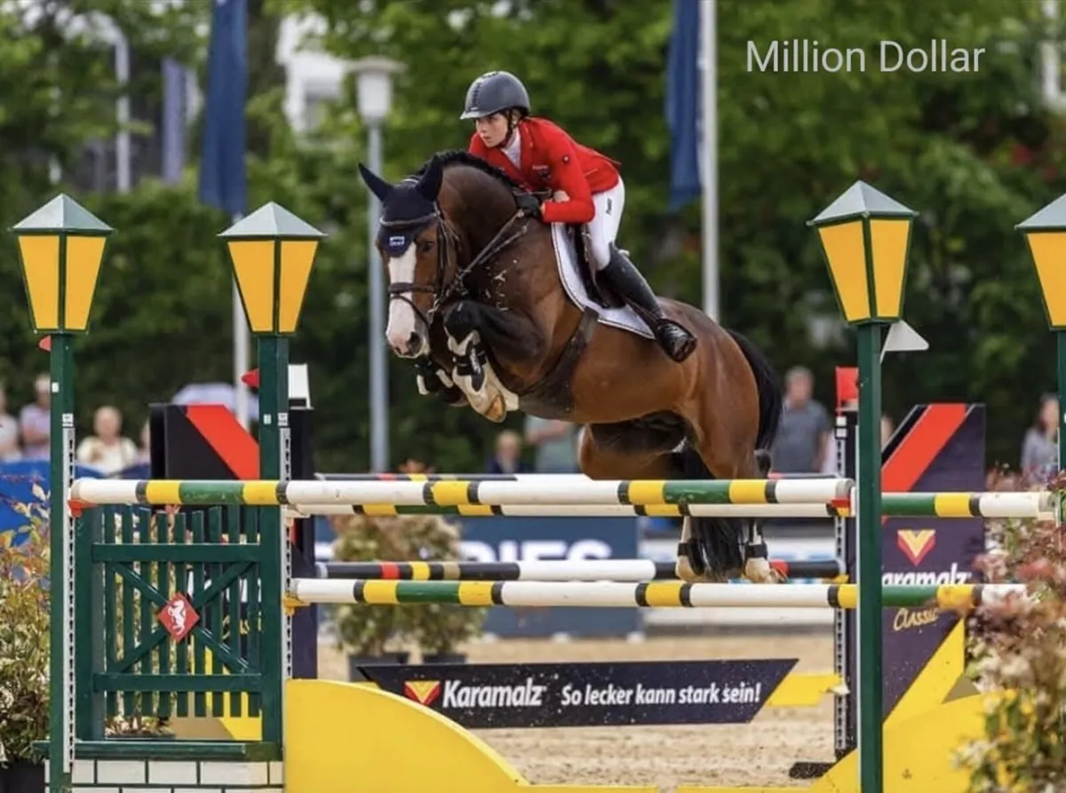 Top showjumping stallions available @ stud - Image 4