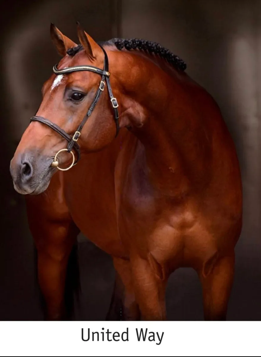 Top showjumping stallions available @ stud - Image 2