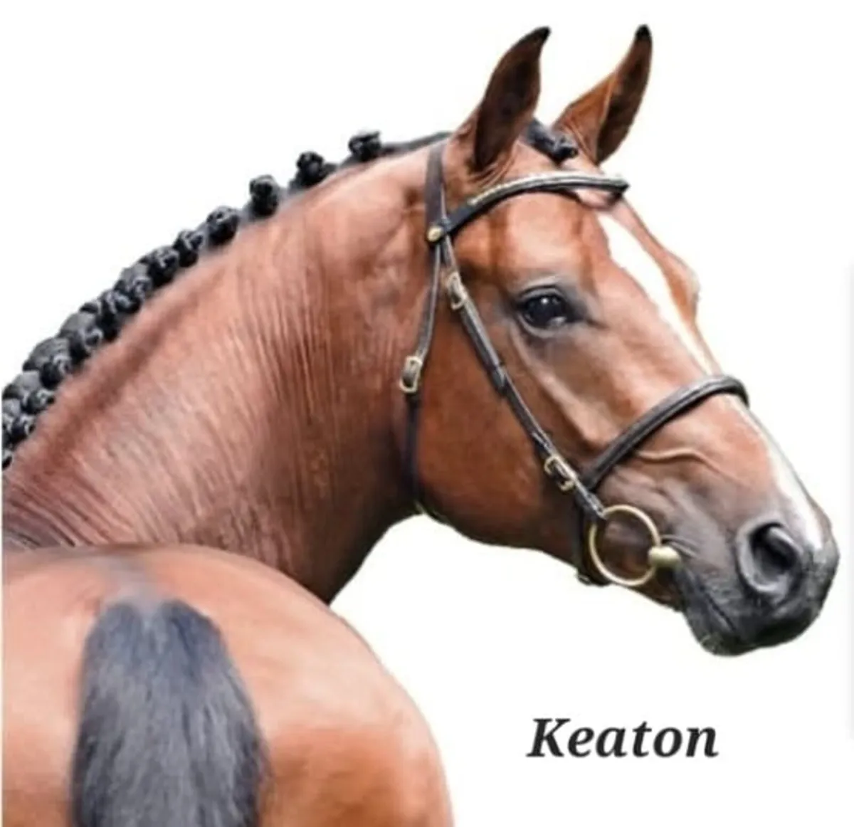 Top showjumping stallions available @ stud - Image 3