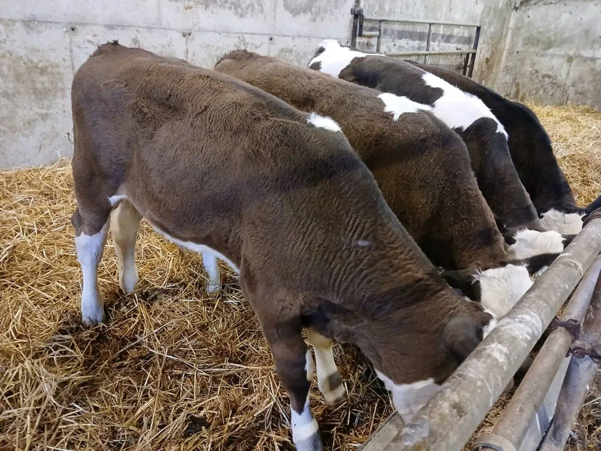 4 Super Simmental Bull Weanlings - Image 2