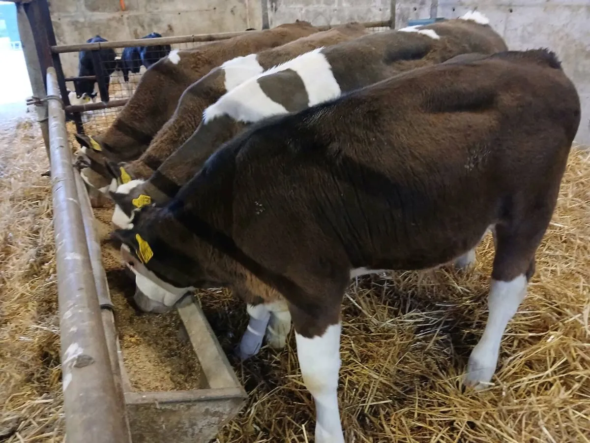 4 Super Simmental Bull Weanlings - Image 3