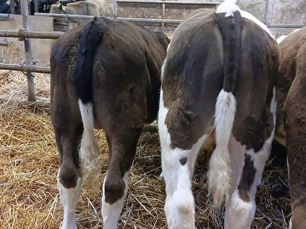 4 Super Simmental Bull Weanlings - Image 4