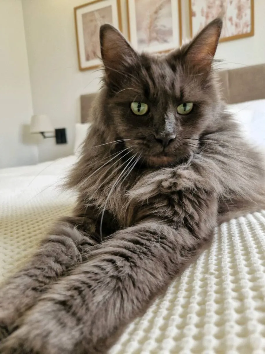 Maine Coon x Ragdoll mix - Image 2