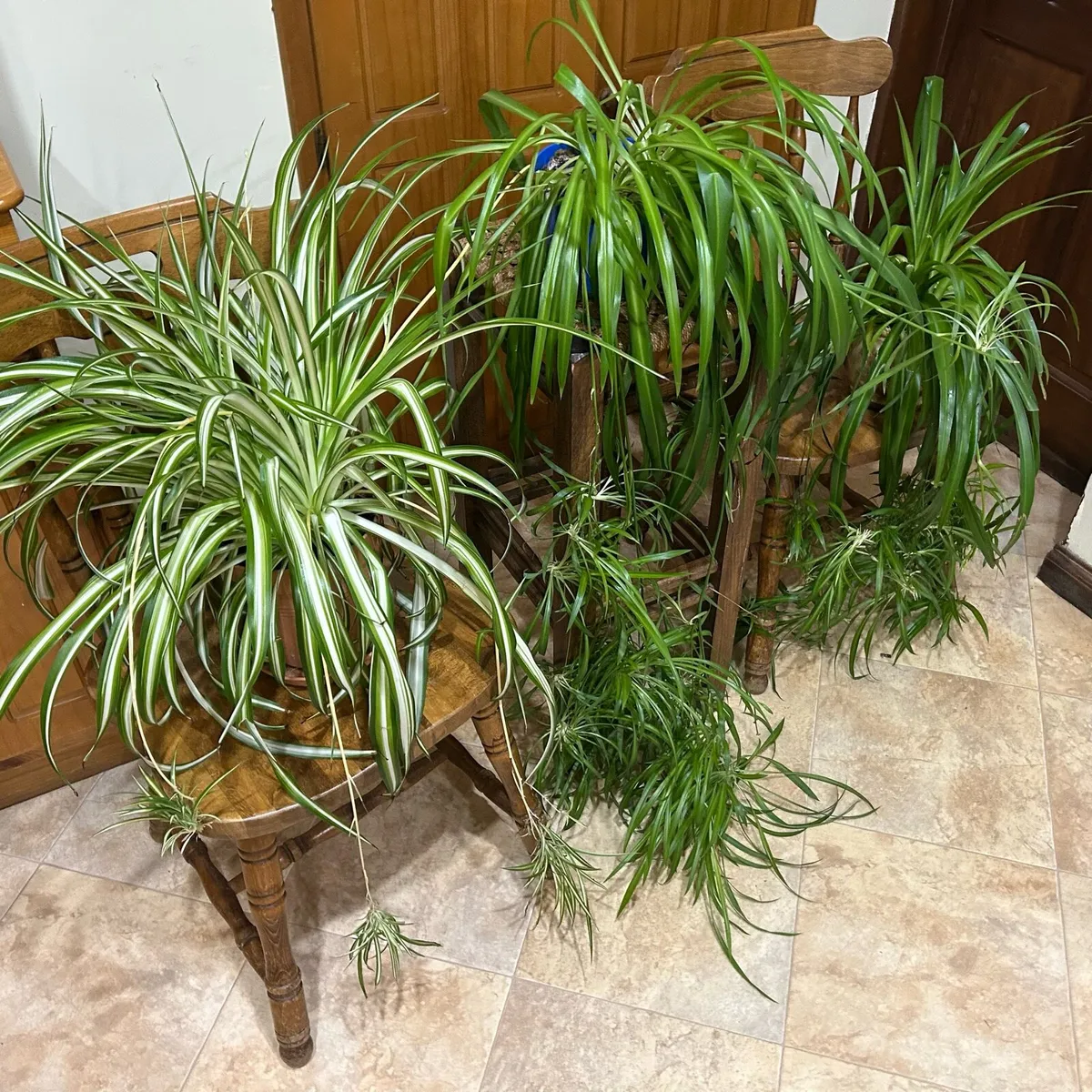 Spider plants - Image 3