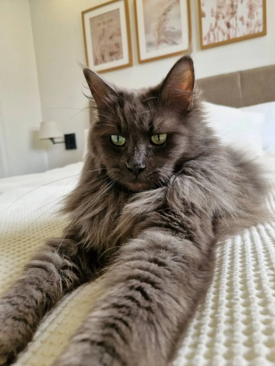Maine Coon x Ragdoll mix - Image 4