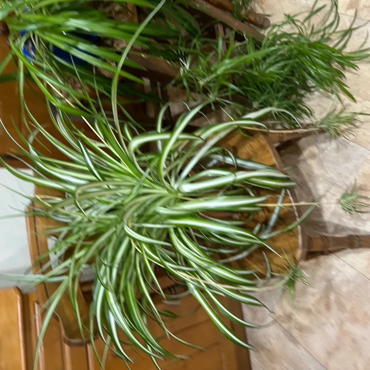 Spider plants - Image 4