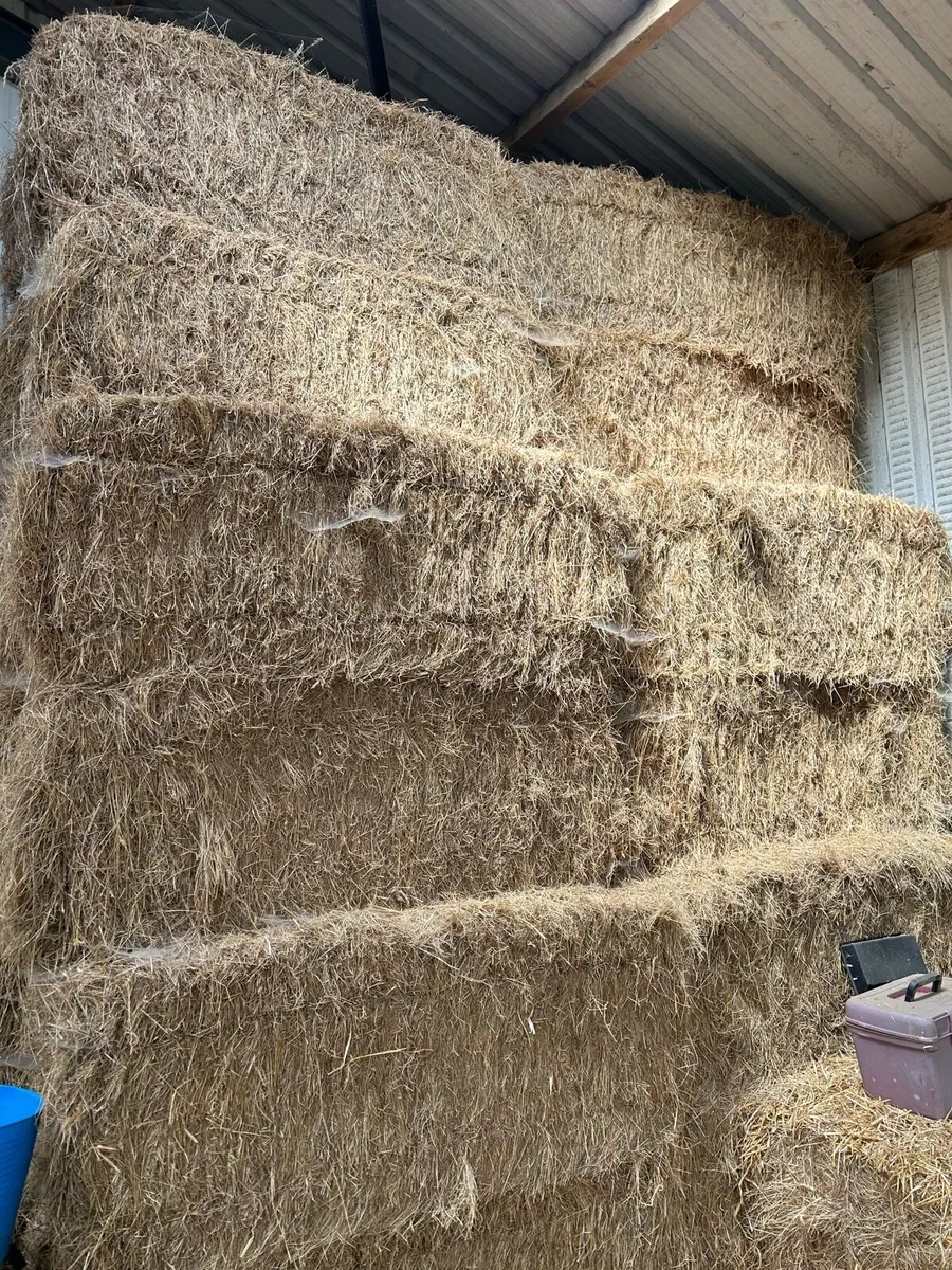 Large Square Bales Hay