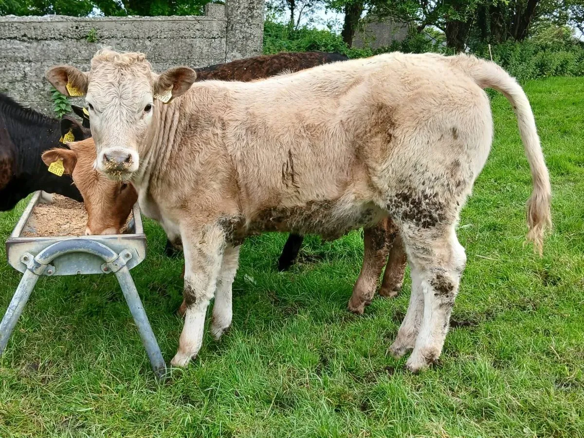 5 Lovely Continental Heifers - Image 2