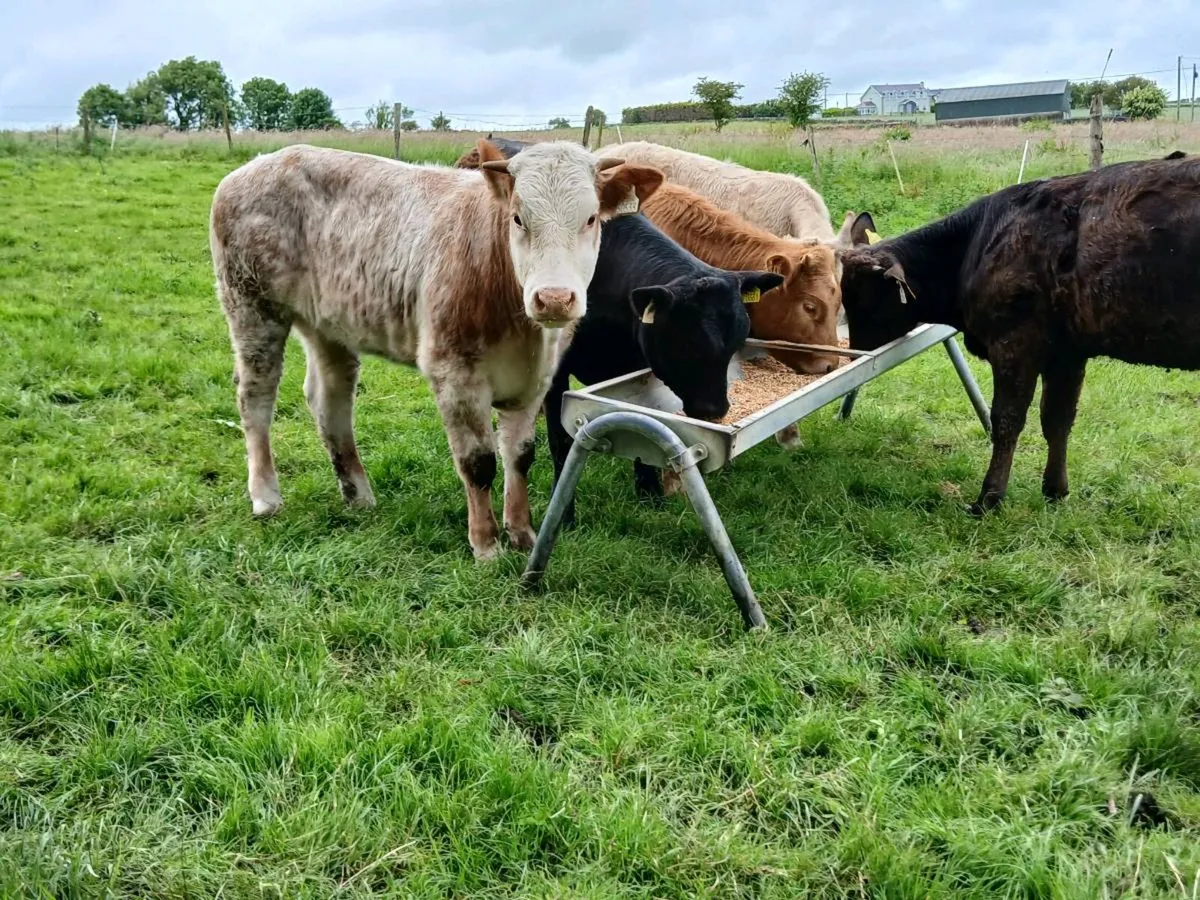 5 Lovely Continental Heifers - Image 1