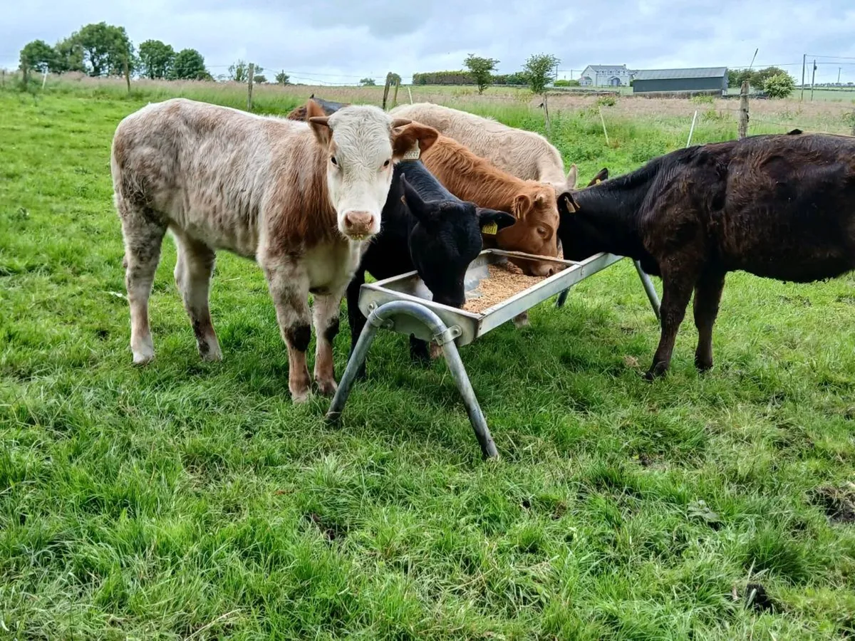 5 Lovely Continental Heifers - Image 3