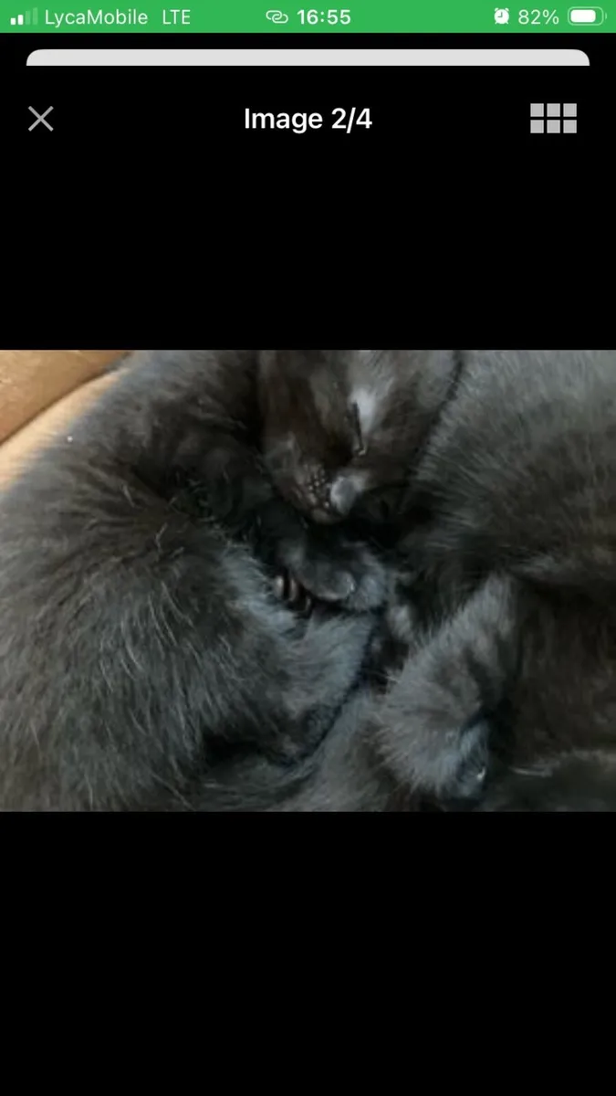 Black Shorthair Persian Kittens - Image 1