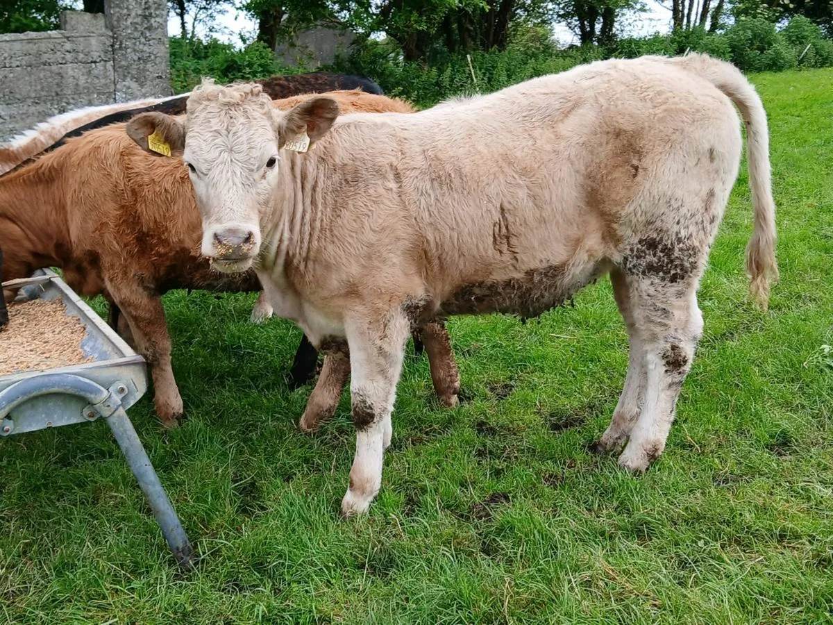 5 Lovely Continental Heifers - Image 4
