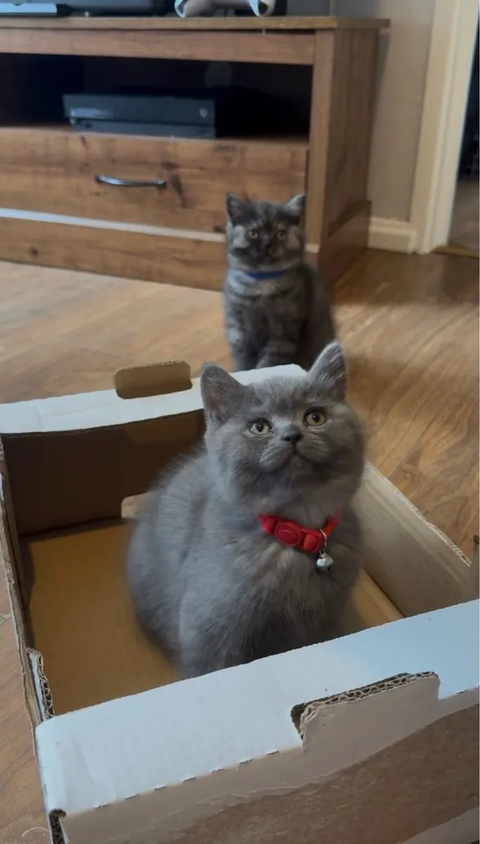 😻3 left British Shorthair Kittens😻 - Image 1