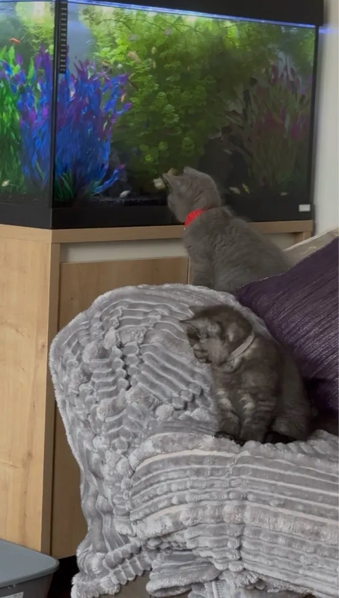😻3 left British Shorthair Kittens😻 - Image 2