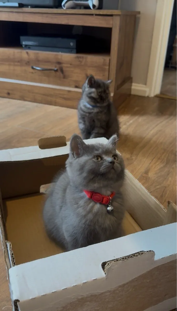 😻3 left British Shorthair Kittens😻 - Image 3
