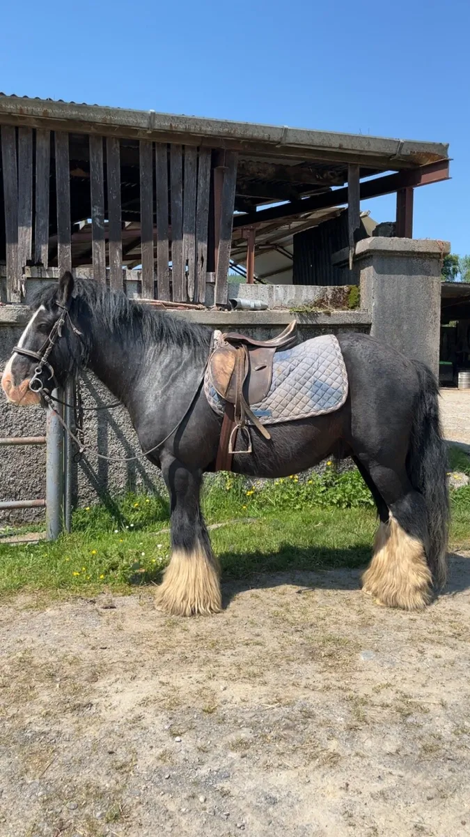 Bombproof Cob - Image 1